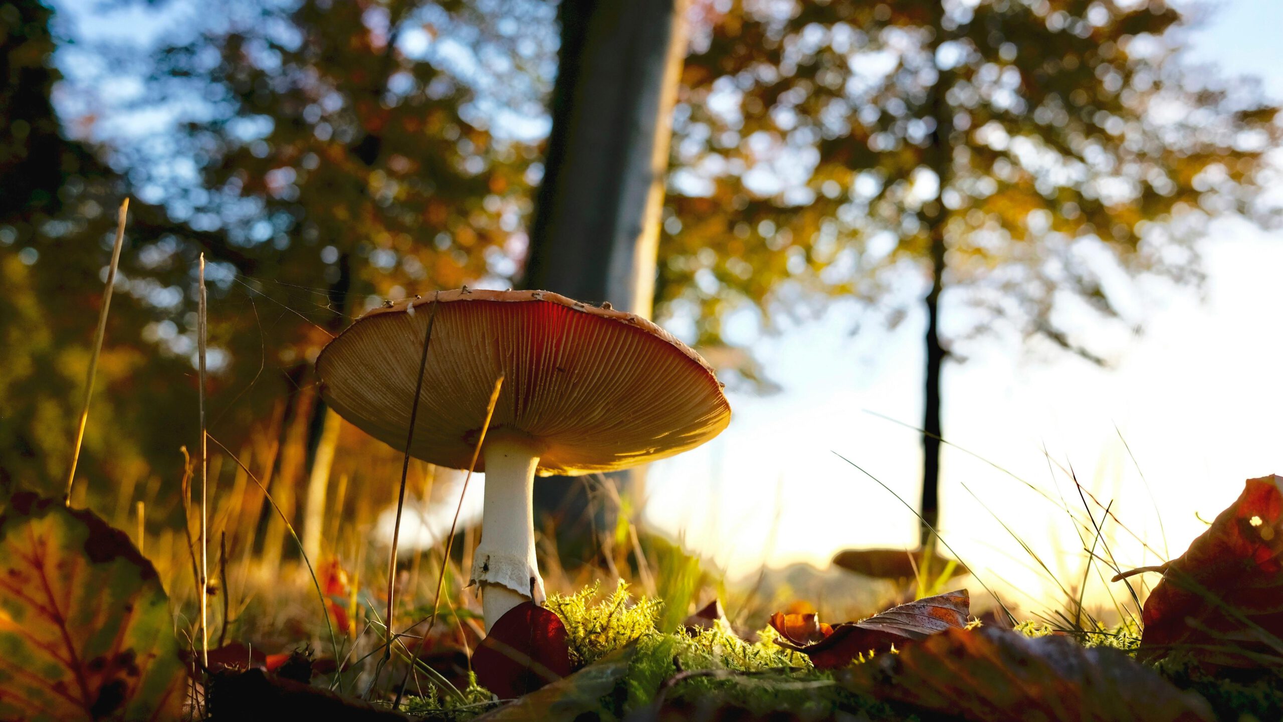 Herfstvakantie in de Weerribben